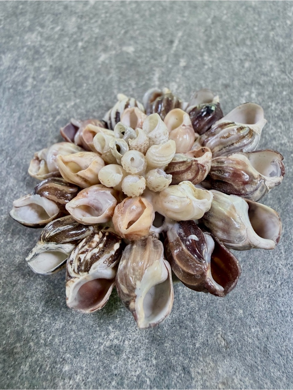 Vintage Brooch Sea Shell Cluster Pin - Neutral Tones - Picture 2 of 7